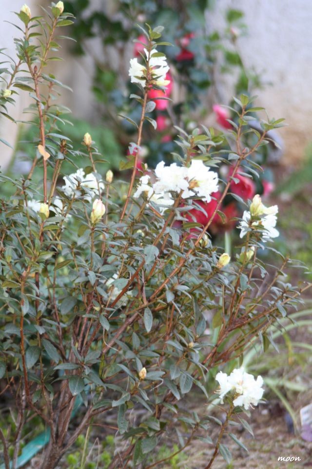 rododendron